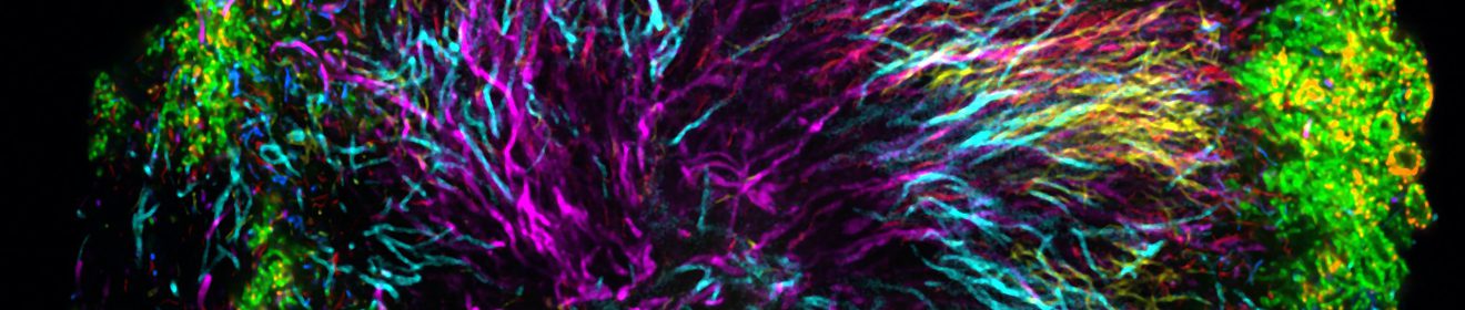 Chicago Microbiome Conference